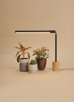 Black Soltech wood base Versa with 3 plants on a beige background