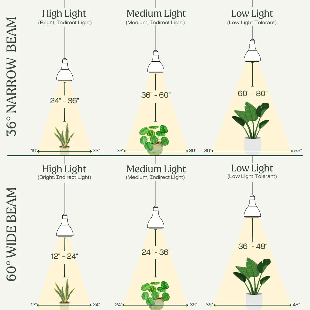 golden pothos light requirements Golden Pothos Plant Care - How to Grow Epipremnum aureum
