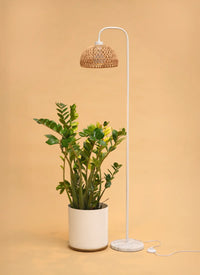 Floor lamp with Willow and Verona - Woven Rope Lampshade, potted plant on a beige background