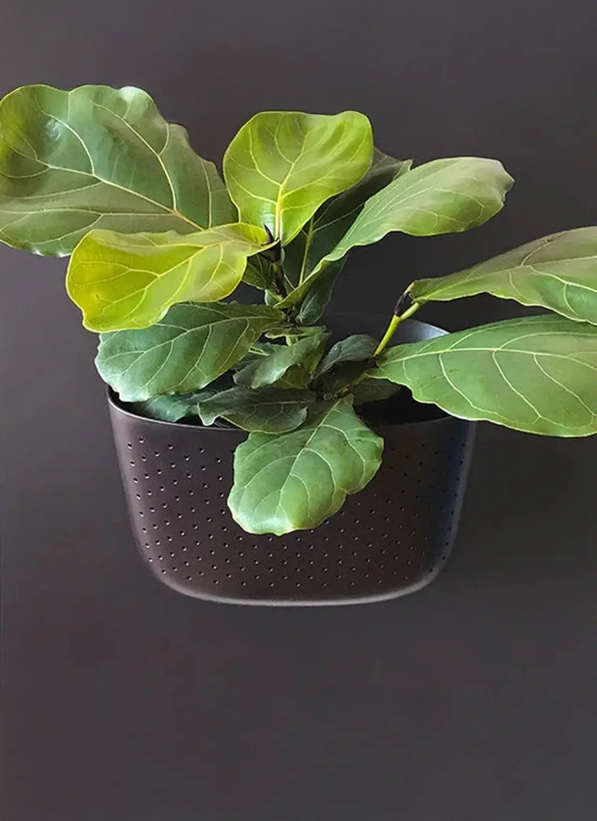 wall planter for pothos WallyGrow Eco Wall Planter