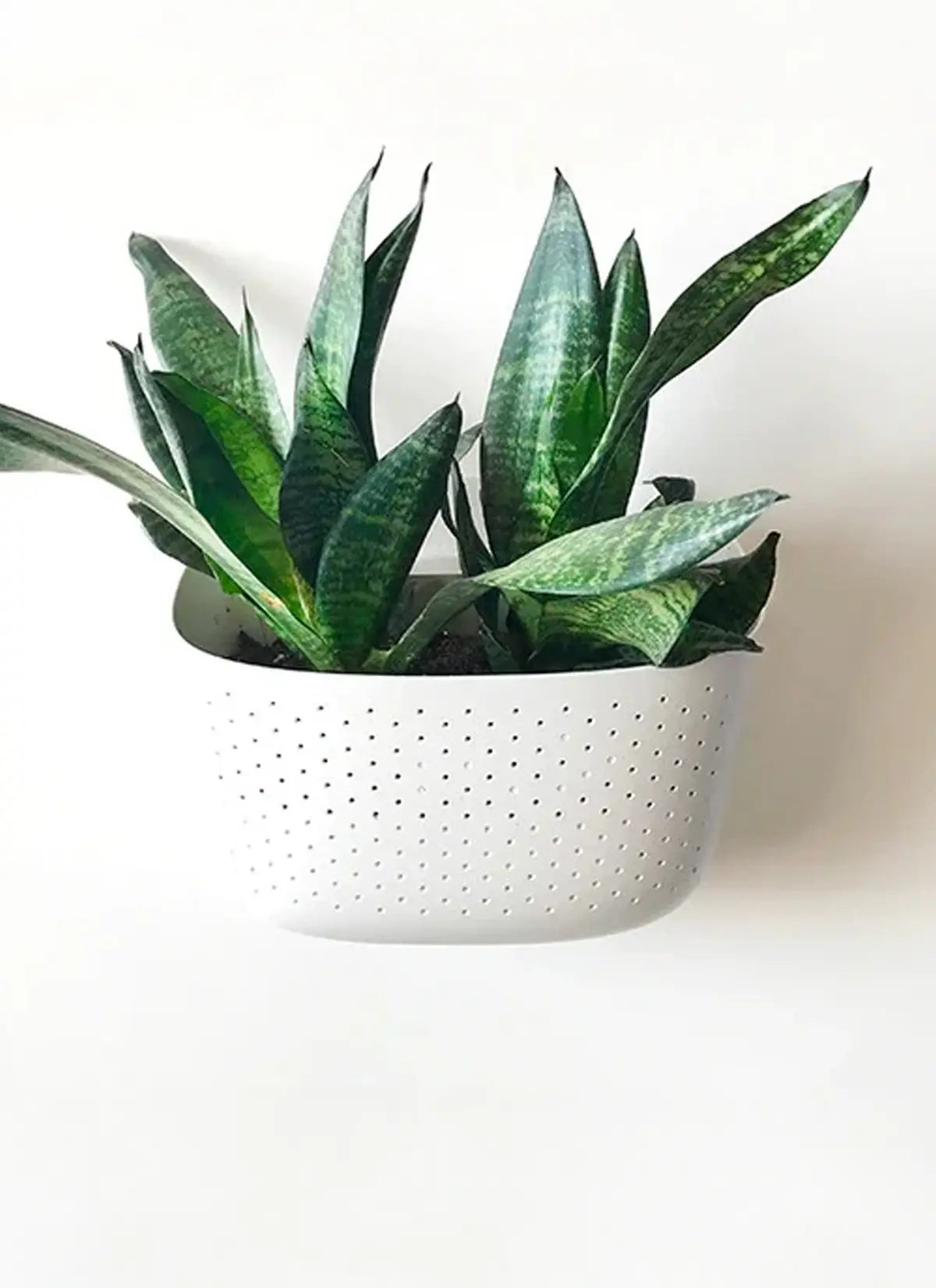 green wall plant pots Wally Eco Wall Planter White