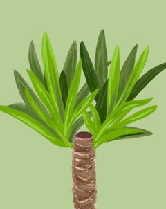 Yucca_240x.jpg?v=1685991448