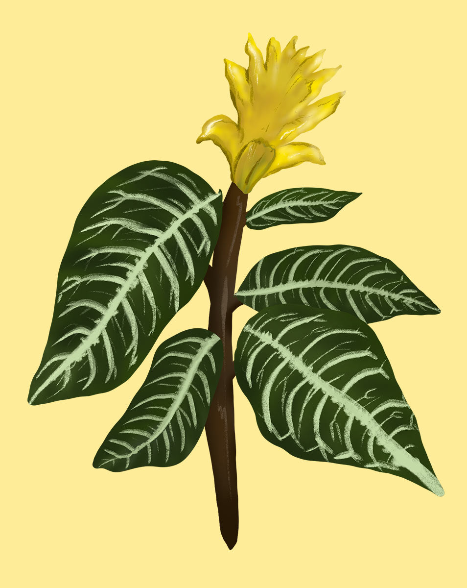 zebra plant potting mix Zebra Plant Care - How to Grow Aphelandra squarrosa