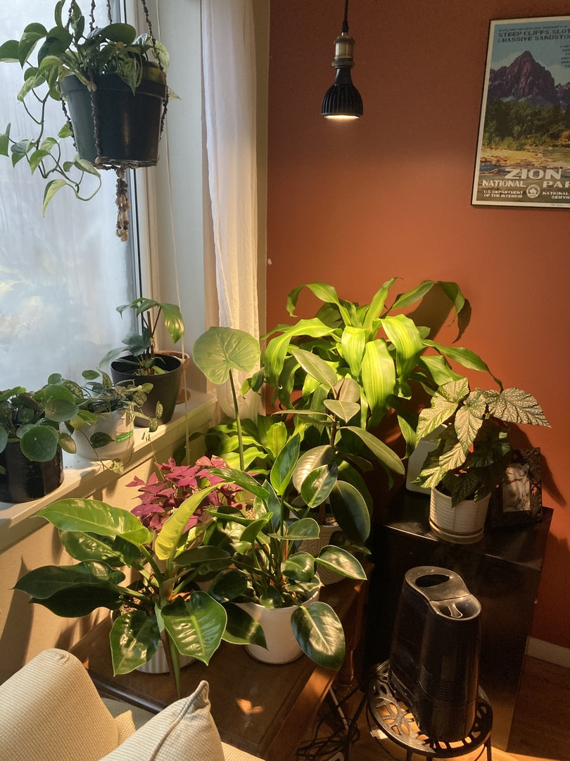 vita plant grow light Vita Grow Light Bulb White Wide