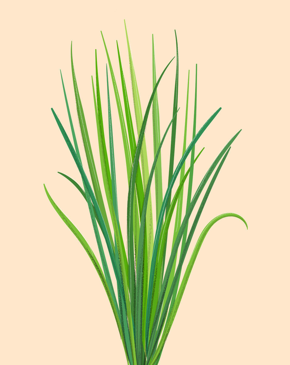 indoor chives plant Chives Plant Care - How to Grow Allium schoenoprasum