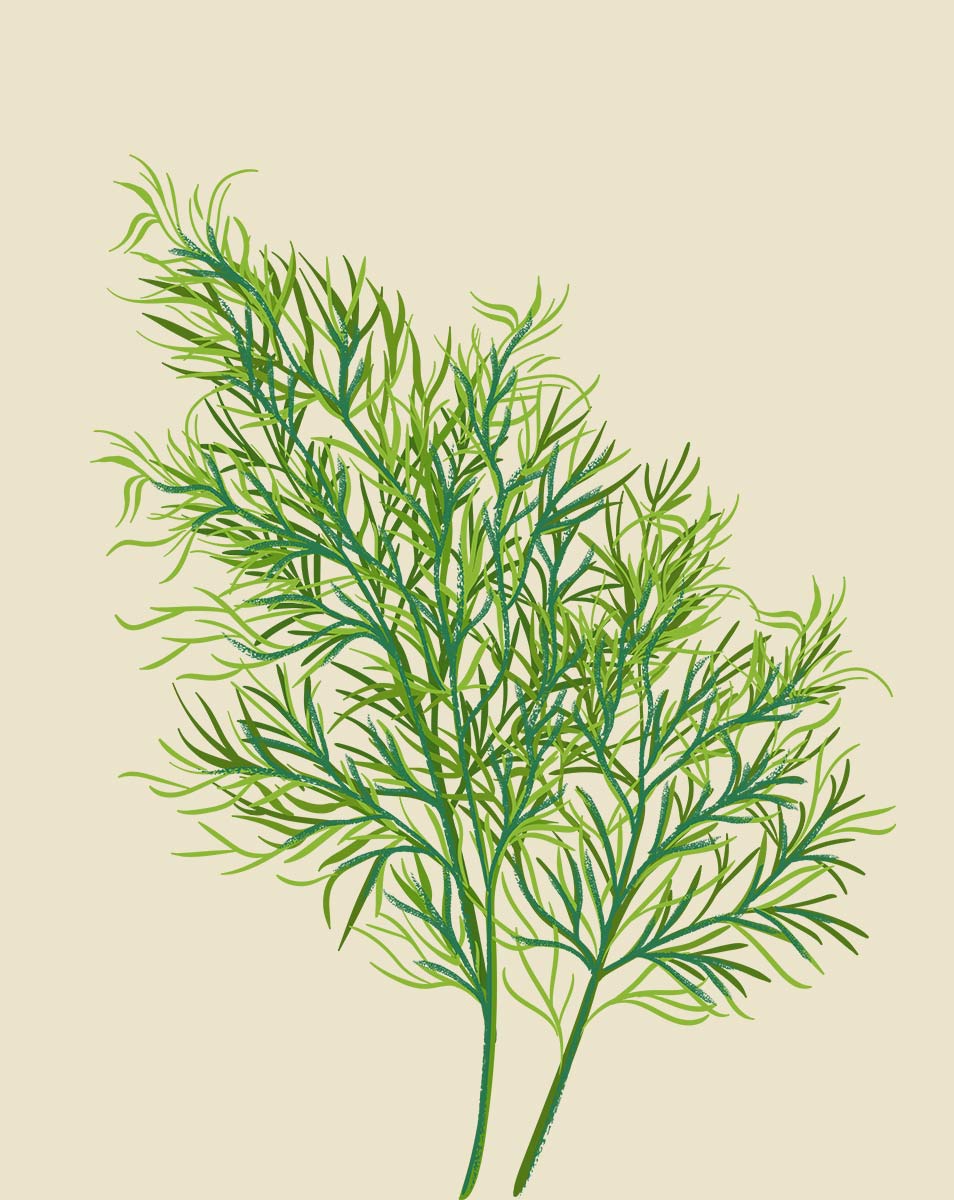 Dill Plant Care - How to Grow Anethum graveolens - Soltech