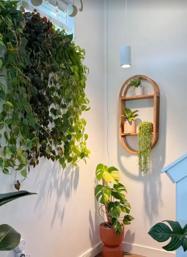 Indoor setting with plants illuminated by a Soltech Aspect and a wall-mounted shelf.