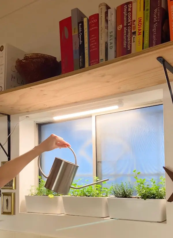 Person watering plants in a window box with books on a shelf above