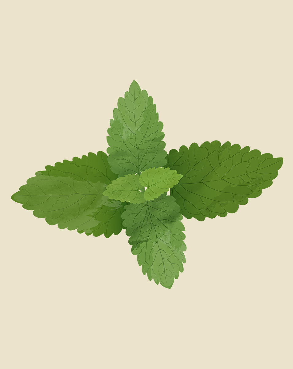 mint plant fertilizer Spearmint Plant Care Guide - How to Grow Mentha Spicata