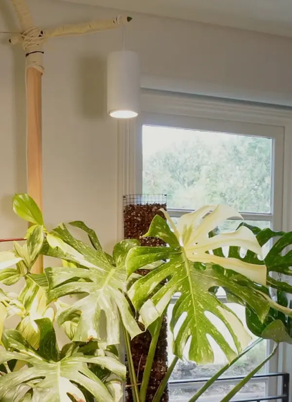 Indoor plant with a window and Soltech Aspect in the background