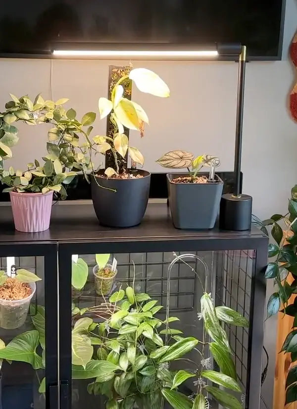 Indoor Plant Lighting For Home and Commercial Decor - Soltech