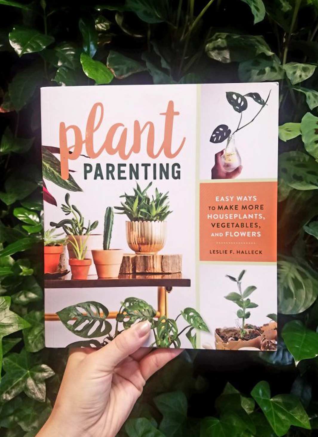 Plant Parenting - Des moyens simples de créer plus de plantes d&#39;intérieur, de légumes et de fleurs