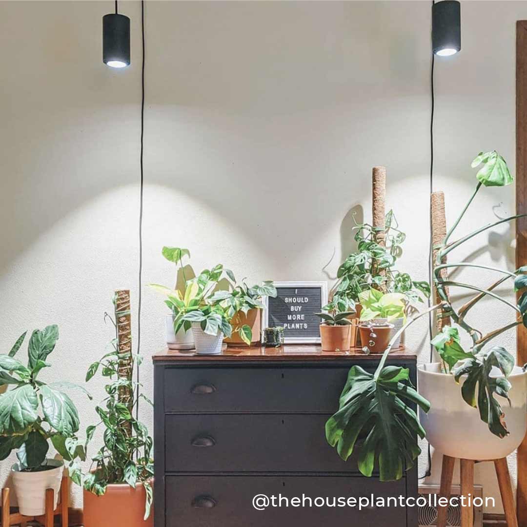 lighting for house plants Indoor Plant Light Gift Set | Aspect™ Gen 2 Gift Set