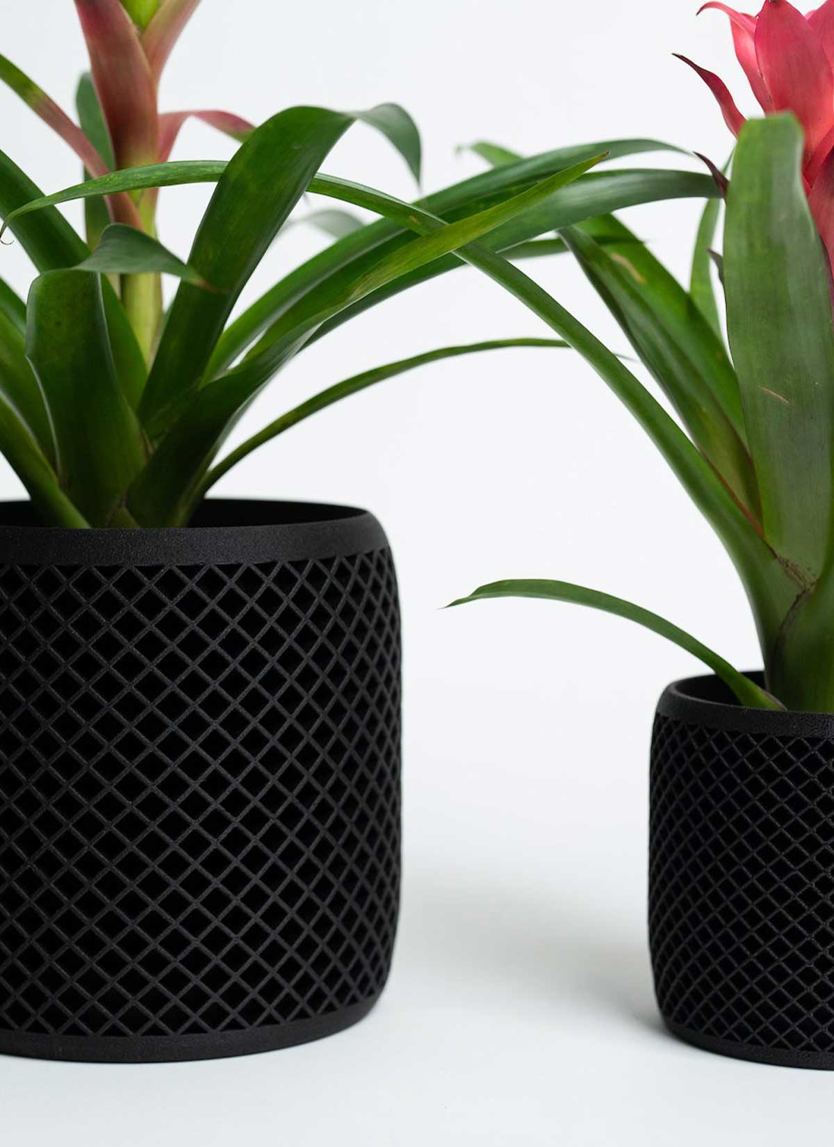14+ Black Indoor Plants Modern Indoor Potted Plants